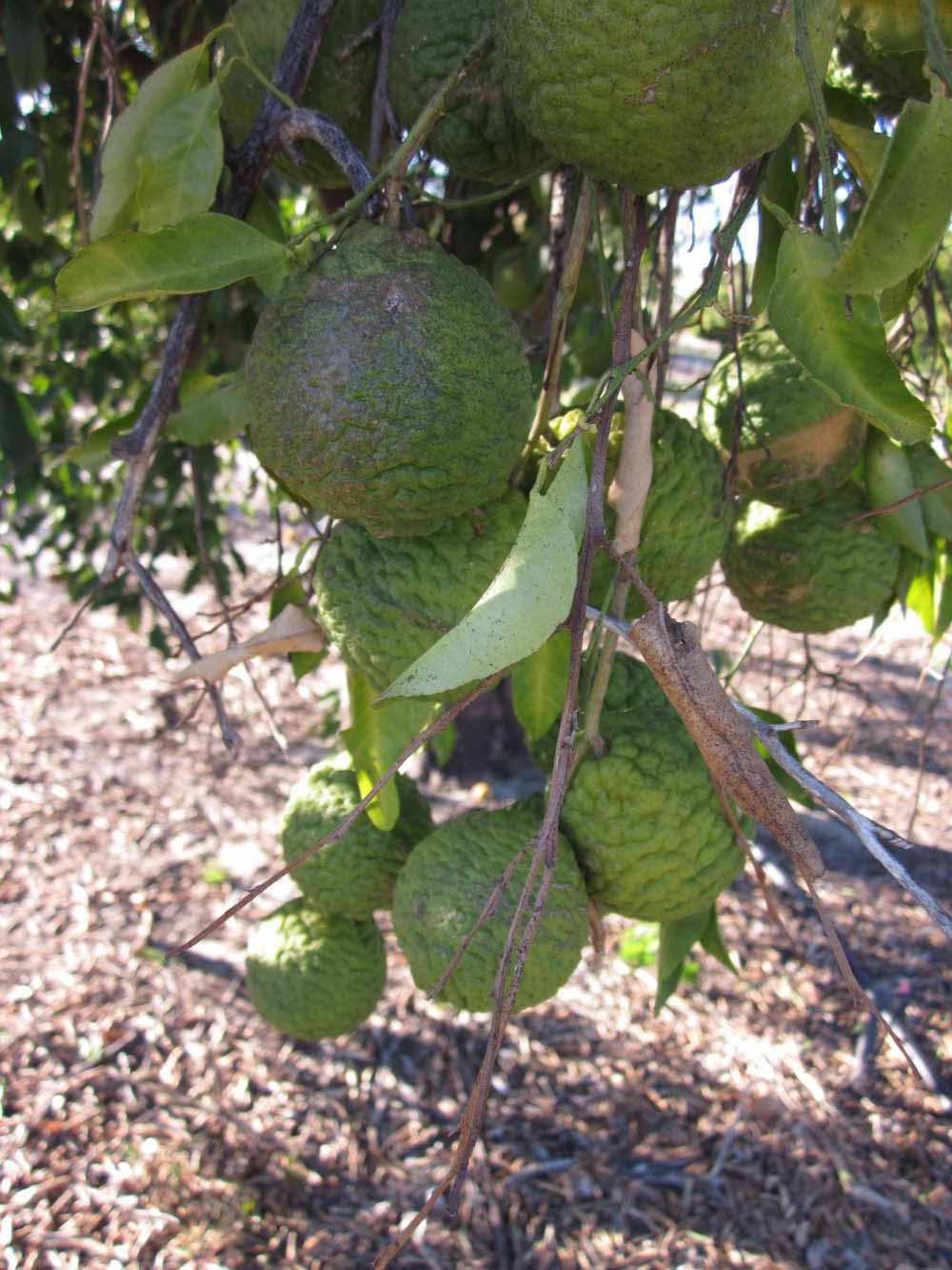            Fruit (Winter Haven, FL)   